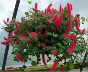 Acalypha repens