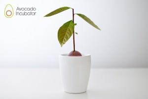Avocado Incubator