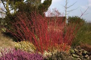 Cornus Alba Sibirica Rosso In Giardino