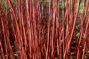 Cornus Alba Sibirica Rosso In Giardino