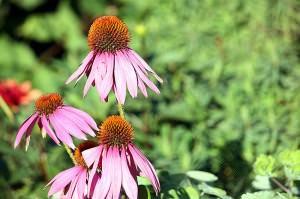 ECHINACEA PURPUREA