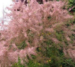 Tamarice gallica