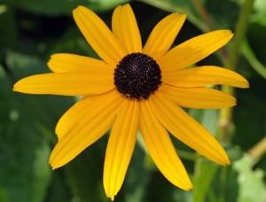 Rudbeckia fulgida