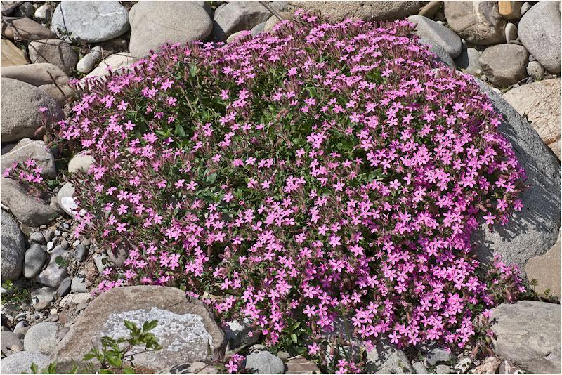 Giardino roccioso: la saponaria Piante perenni per giardino roccioso