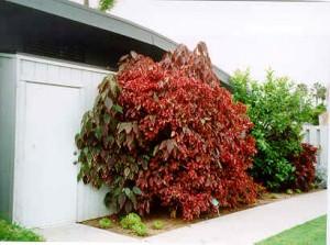 Acalypha
