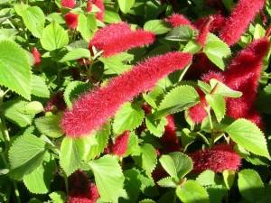 acalypha