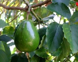 Persea americana