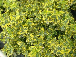 euonymus emerald gold
