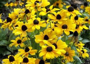 rudbeckia hirta