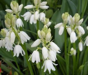 Scilla Hispanica Bianca