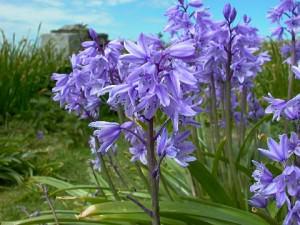 Scilla Hispanica