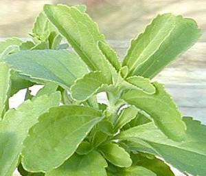 stevia rebaudiana, foglie