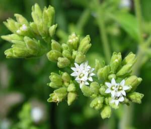 stevia rebaudiana, fiore