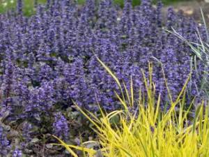 Ajuga Burgundy Glow