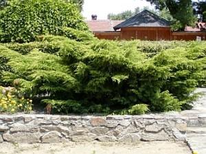 Juniperus