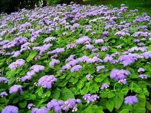 Ageratum