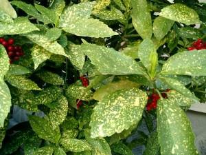 Aucuba, foglie variegate