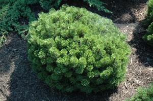 Pinus Mugo Teeny
