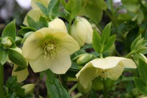 Helleborus Hybridus