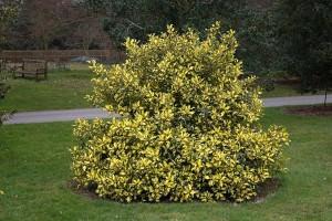 Ilex aquifolium Golden Milkboy