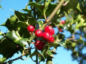 Ilex aquifolium bacche