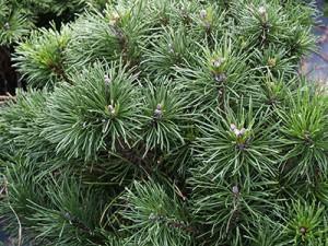 Pinus mugo