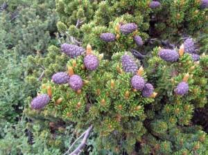 Pinus aristata