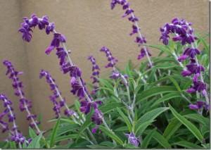 SALVIA LEUCANTHA