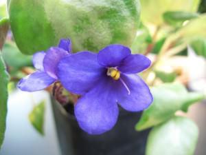 Saintpaulia orbicularis purpurea