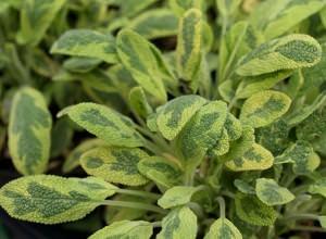Salvia icterina