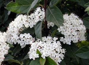 Viburnum tinus