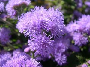 fiore di agerato