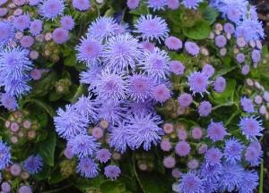 ageratum houstonianum