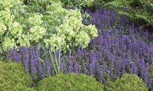 ajuga