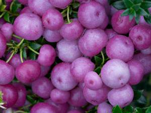 gaultheria mucronata