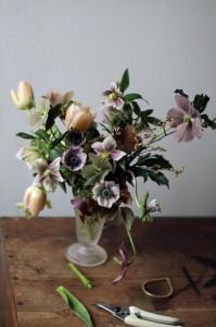 helleborus in vaso,by Sarah Ryanen