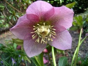 helleborus orientalis particolare