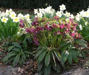 helleborus orientalis