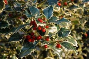 ilex aquifolium