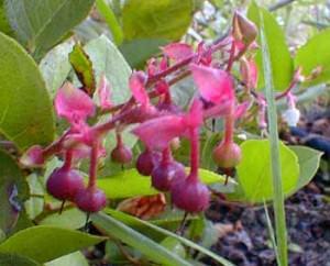 Gaultheria v