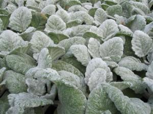 salvia argentea