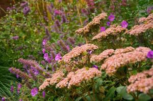 sedum