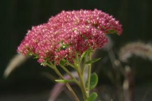 sedum spectabile