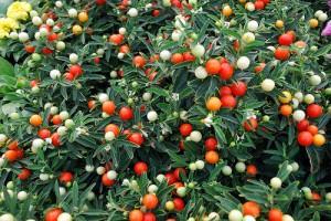 solanum bacche