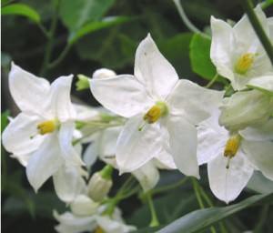 solanum jasminoid