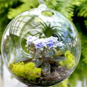 terrario con saintpaulia
