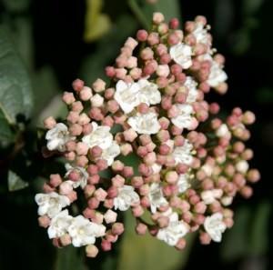 viburno tino in fiore