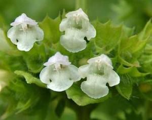 fiore di melissa officinalis