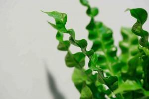 Asplenium Crispy wave