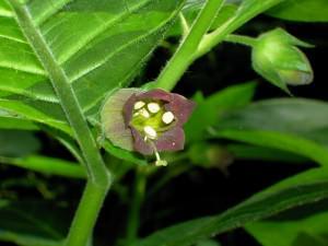 Atropa belladonna fiore